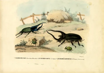 Scarab Beetles, 1863-79